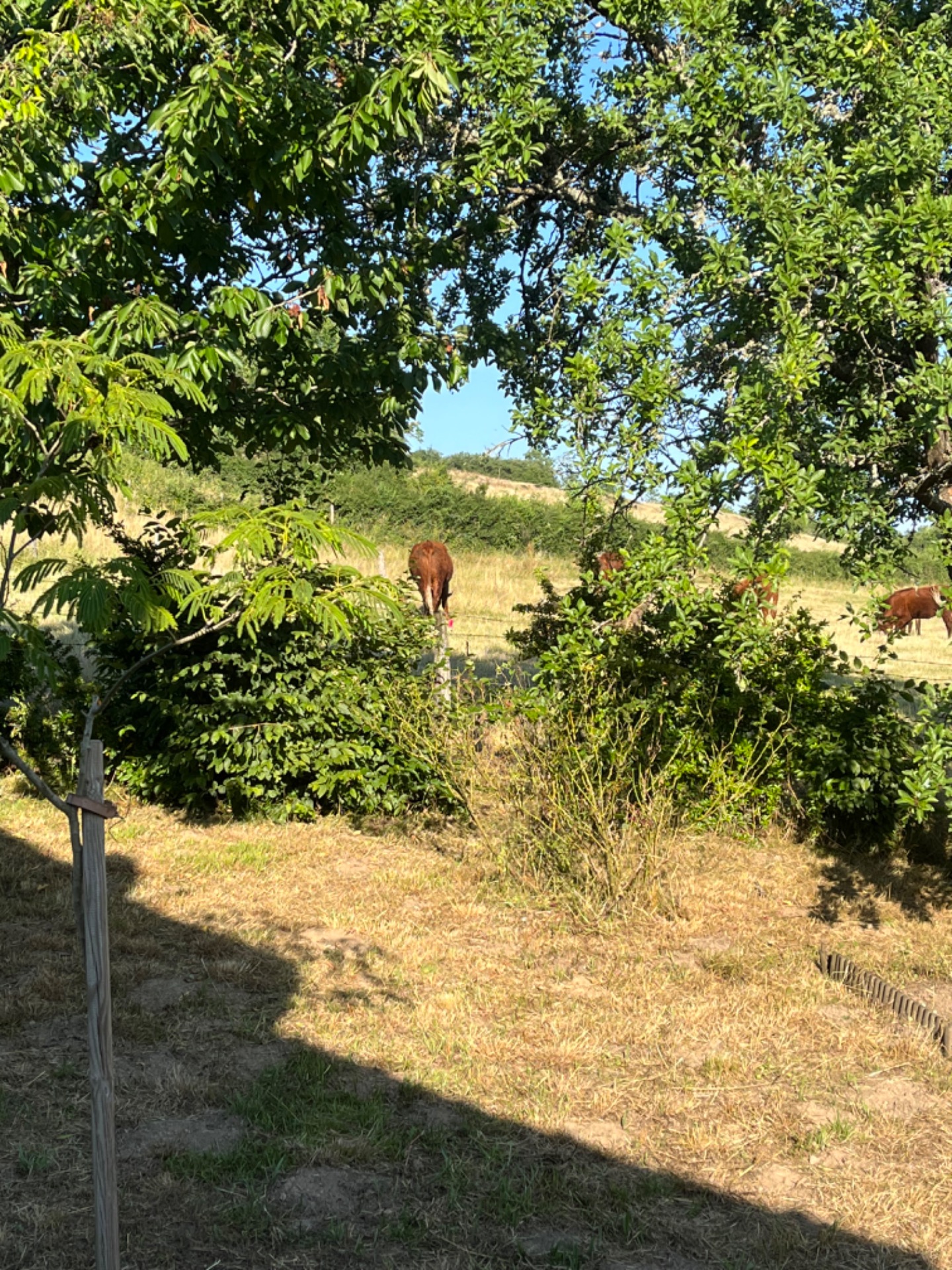 Notre maison est entourée de prés , avec nos vaches salers et l’âne Antonin